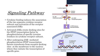 Cytokines and their role in immune regulation.pptx