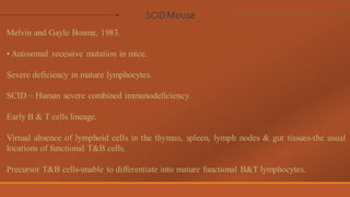 Scud Mouse Comprehensive Overview of Nude and SCID Mouse Models in Primary ...