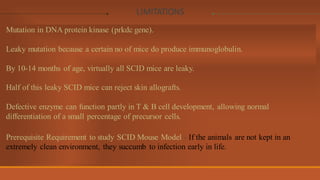 Scud Mouse Comprehensive Overview of Nude and SCID Mouse Models in Primary ...