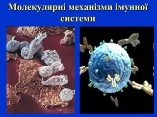Молекулярні механізми імунноїМолекулярні механізми імунної
системисистеми
 