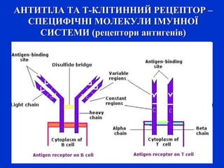 АНТИТІЛА ТА Т-КЛІТИННИЙ РЕЦЕПТОР –АНТИТІЛА ТА Т-КЛІТИННИЙ РЕЦЕПТОР –
СПЕЦИФІЧНІ МОЛЕКУЛИ ІМУННОЇСПЕЦИФІЧНІ МОЛЕКУЛИ ІМУННОЇ
СИСТЕМИ (рецептори антигенів)СИСТЕМИ (рецептори антигенів)
 