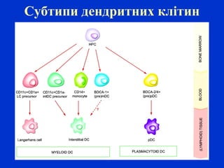 Субтипи дендритних клітин
 