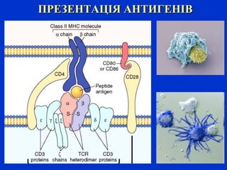ПРЕЗЕНТАЦІЯ АНТИГЕНІВПРЕЗЕНТАЦІЯ АНТИГЕНІВ
 