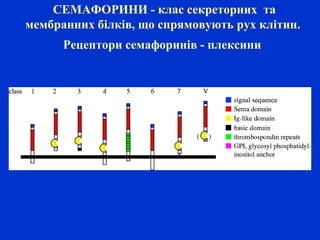 СЕМАФОРИНИ - клас секреторних та
мембранних білків, що спрямовують рух клітин.
Рецептори семафоринів - плексини
 