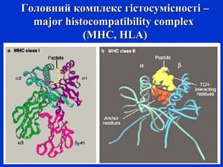 Головний комплекс гістосумісності –Головний комплекс гістосумісності –
major histocompatibility complexmajor histocompatibility complex
(MHC, HLA)(MHC, HLA)
 