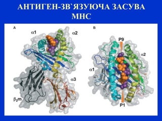 АНТИГЕН-ЗВ`ЯЗУЮЧА ЗАСУВА
МНС
 