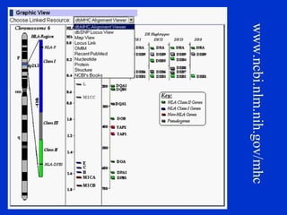 www.ncbi.nlm.nih.gov/mhc
 