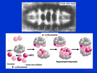 LMP2
LMP7
MECL
Імунопротеасома
Cлайд 14
β−субодиниці
α−субодиниці
конституційнаімунна
 