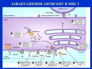 ЗАВАНТАЖЕННЯ АНТИГЕНУ В МНС І
 