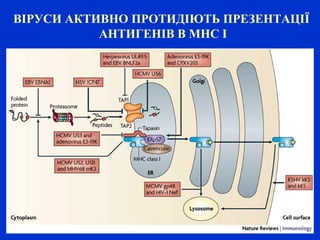 ВІРУСИ АКТИВНО ПРОТИДІЮТЬ ПРЕЗЕНТАЦІЇ
АНТИГЕНІВ В МНС І
 