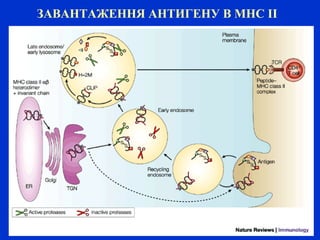 ЗАВАНТАЖЕННЯ АНТИГЕНУ В МНС ІІ
 