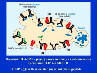 CLIP - Class II-associated invariant chain peptide
Функція HLA-DM – редагування пептиду та забезпечення
дисоціації CLIP від МНС ІІ
 