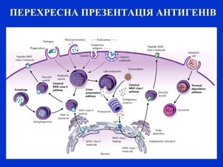 ПЕРЕХРЕСНА ПРЕЗЕНТАЦІЯ АНТИГЕНІВ
 