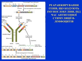 РЕАРАНЖИРУВАННЯРЕАРАНЖИРУВАННЯ
ГЕНІВ, ЩО КОДУЮТЬГЕНІВ, ЩО КОДУЮТЬ
ІМУНОГЛОБУЛІНИ, ПІДІМУНОГЛОБУЛІНИ, ПІД
ЧАС АНТИГЕННОЇЧАС АНТИГЕННОЇ
СТИМУЛЯЦІЇ В-СТИМУЛЯЦІЇ В-
ЛІМФОЦИТІВЛІМФОЦИТІВ
 