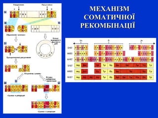 МЕХАНІЗММЕХАНІЗМ
СОМАТИЧНОЇСОМАТИЧНОЇ
РЕКОМБІНАЦІЇРЕКОМБІНАЦІЇ
 