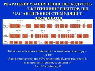 Кількість можливих комбінацій Т-клітинного рецептору –
3 х 1022
Якщо припустити, що 99% рецепторів будуть реагувати із
власними антигенами, то лишиться
3 х 1020
комбінацій!
РЕАРАНЖИРУВАННЯ ГЕНІВ, ЩО КОДУЮТЬРЕАРАНЖИРУВАННЯ ГЕНІВ, ЩО КОДУЮТЬ
Т-КЛІТИННИЙ РЕЦЕПТОР, ПІДТ-КЛІТИННИЙ РЕЦЕПТОР, ПІД
ЧАС АНТИГЕННОЇ СТИМУЛЯЦІЇ Т-ЧАС АНТИГЕННОЇ СТИМУЛЯЦІЇ Т-
ЛІМФОЦИТІВЛІМФОЦИТІВ
 