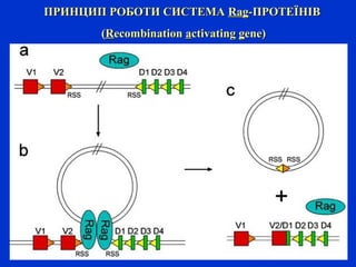 ПРИНЦИП РОБОТИ СИСТЕМАПРИНЦИП РОБОТИ СИСТЕМА RagRag--ПРОТЕЇНІВПРОТЕЇНІВ
((RRecombinationecombination aactivatingctivating ggene)ene)
 