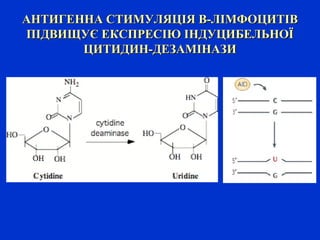 АНТИГЕННА СТИМУЛЯЦІЯ В-ЛІМФОЦИТІВАНТИГЕННА СТИМУЛЯЦІЯ В-ЛІМФОЦИТІВ
ПІДВИЩУЄ ЕКСПРЕСІЮ ІНДУЦИБЕЛЬНОЇПІДВИЩУЄ ЕКСПРЕСІЮ ІНДУЦИБЕЛЬНОЇ
ЦИТИДИН-ДЕЗАМІНАЗИЦИТИДИН-ДЕЗАМІНАЗИ
 