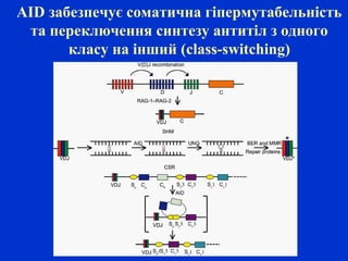 AID забезпечує соматична гіпермутабельність
та переключення синтезу антитіл з одного
класу на інший (class-switching)
 
