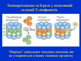 Тимопротеасома та її роль у позитивнійТимопротеасома та її роль у позитивній
селекції Т-лімфоцитівселекції Т-лімфоцитів
““Нарізка” унікальниНарізка” унікальних тимусних пептидів, щох тимусних пептидів, що
не утворюються в інших тканинах організмуне утворюються в інших тканинах організму
 