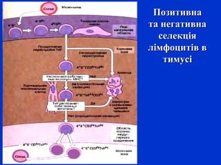ПозитивнаПозитивна
та негативната негативна
селекціяселекція
лімфоцитів влімфоцитів в
тимусітимусі
 