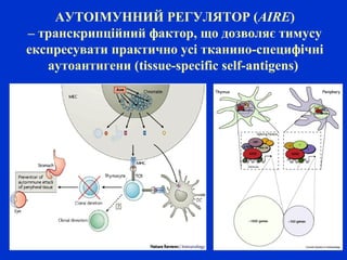 АУТОІМУННИЙ РЕГУЛЯТОР (AIRE)
– транскрипційний фактор, що дозволяє тимусу
експресувати практично усі тканино-специфічні
аутоантигени (tissue-specific self-antigens)
 