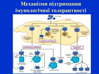 Механізми підтримання
імунологічної толерантності
 