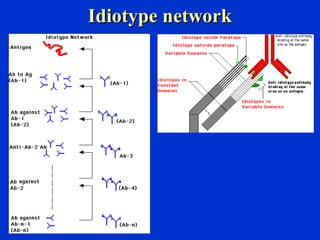 Idiotype networkIdiotype network
 