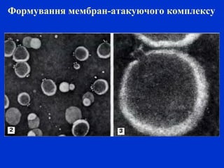 Формування мембран-атакуючого комплексу
 