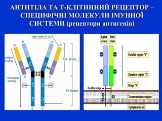 АНТИТІЛА ТА Т-КЛІТИННИЙ РЕЦЕПТОР –АНТИТІЛА ТА Т-КЛІТИННИЙ РЕЦЕПТОР –
СПЕЦИФІЧНІ МОЛЕКУЛИ ІМУННОЇСПЕЦИФІЧНІ МОЛЕКУЛИ ІМУННОЇ
СИСТЕМИ (рецептори антигенів)СИСТЕМИ (рецептори антигенів)
 