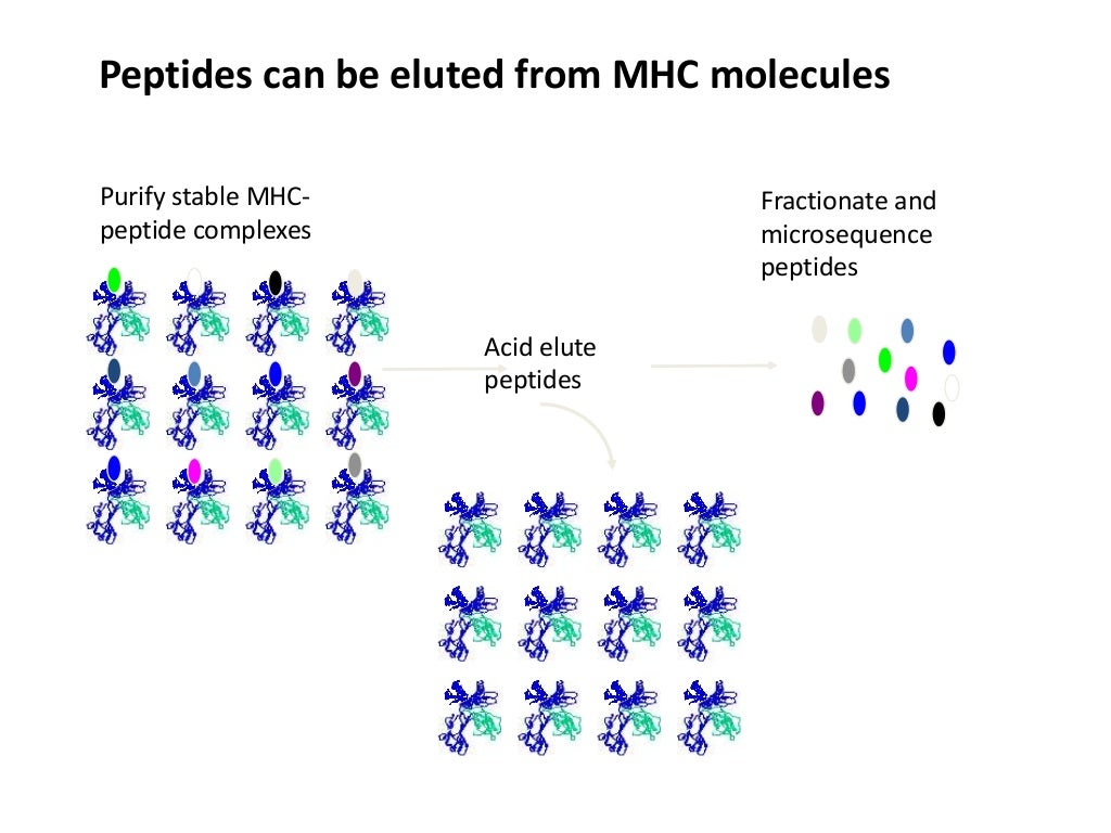 Major complex & Antigen Presentation and Processing