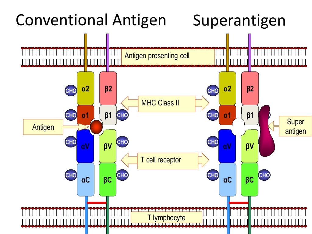 Major complex & Antigen Presentation and Processing