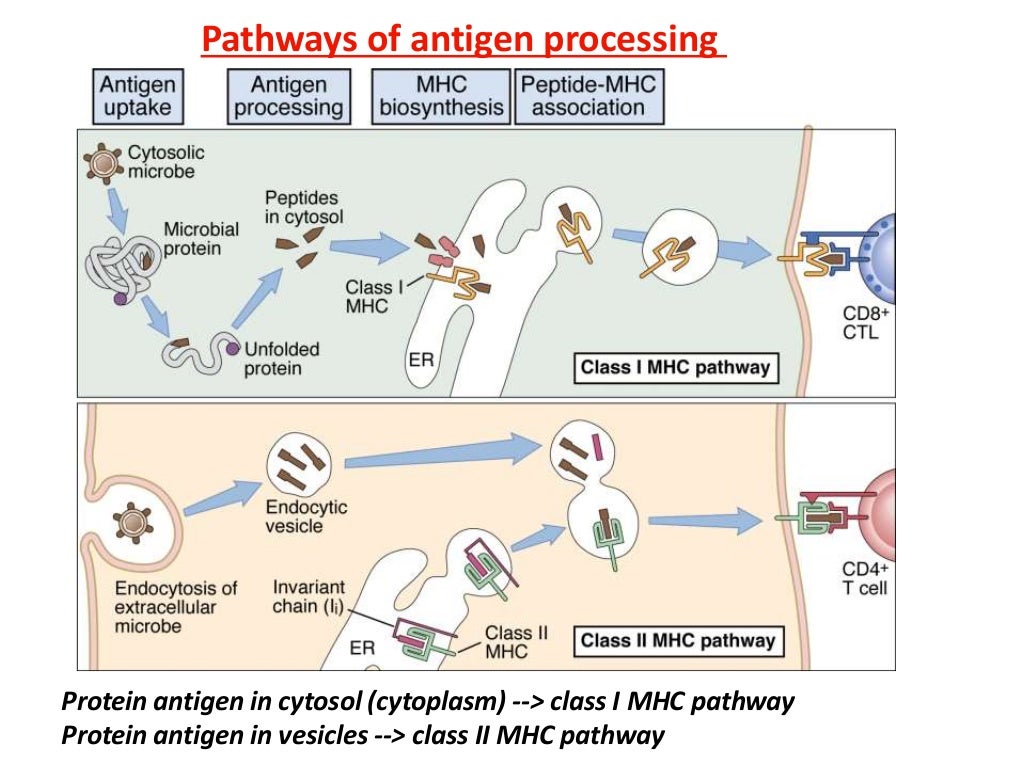 Major complex & Antigen Presentation and Processing