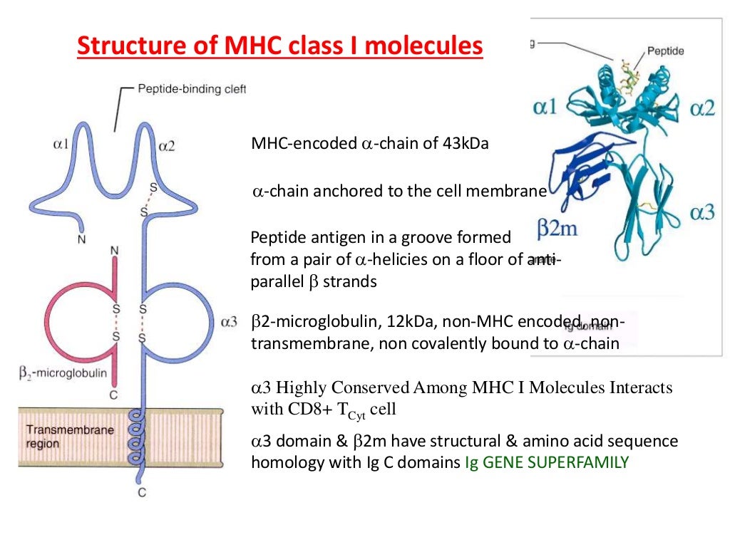 Major complex & Antigen Presentation and Processing