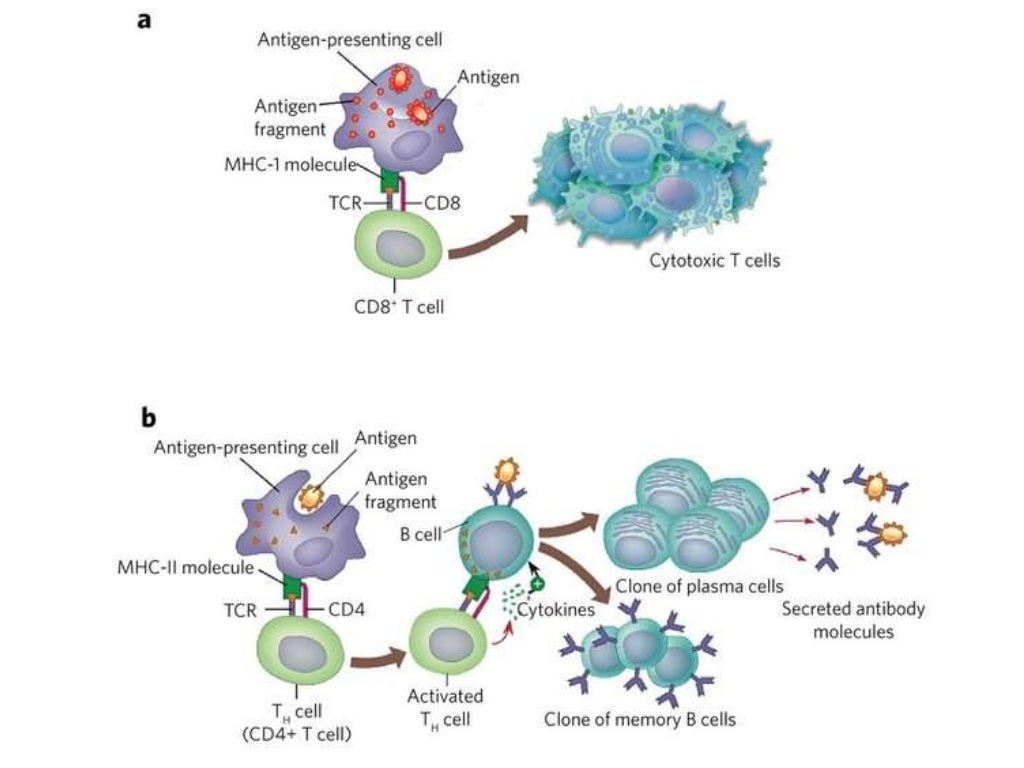 Major complex & Antigen Presentation and Processing