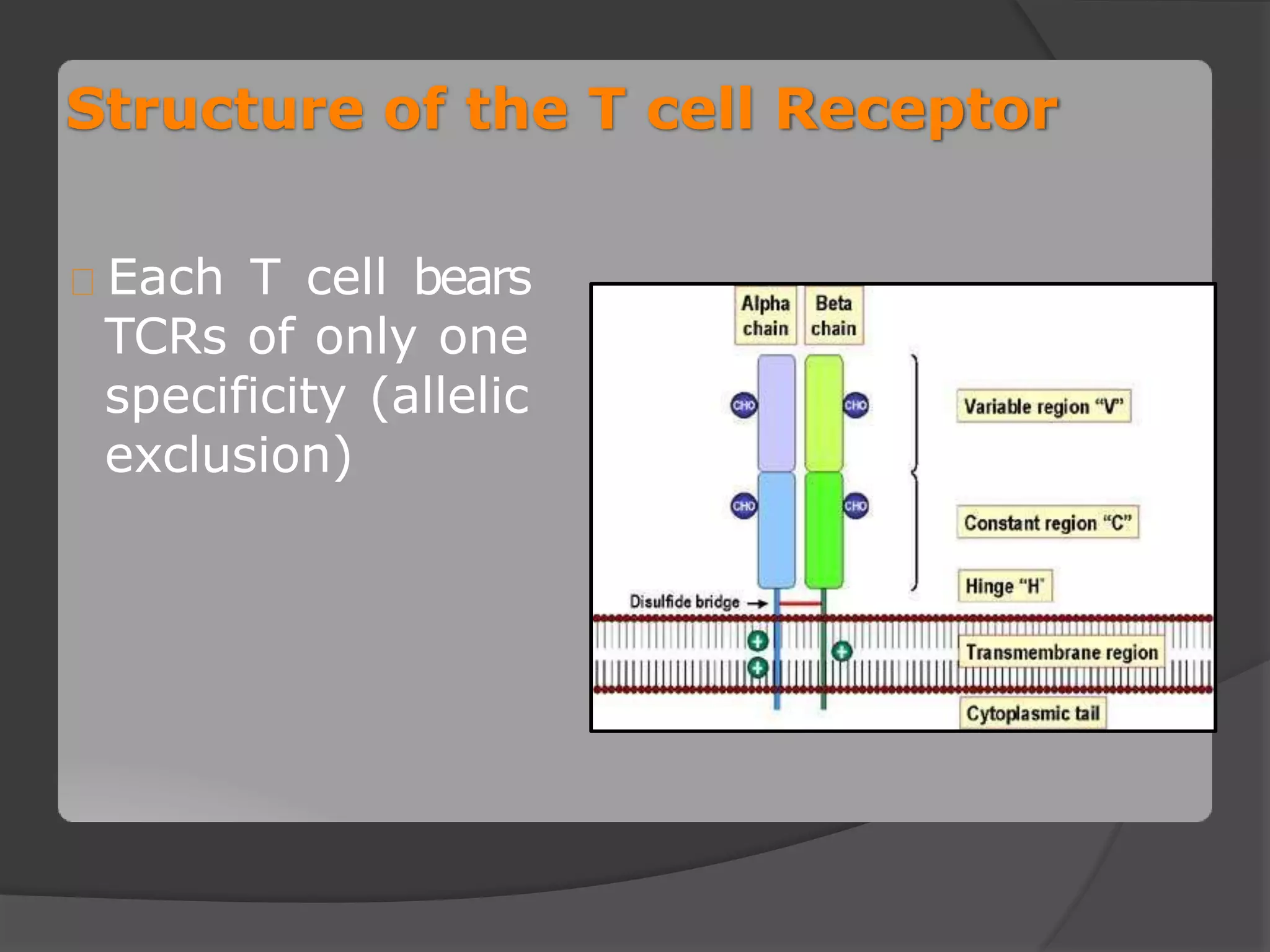 T Cell and its differentiation | PPTX