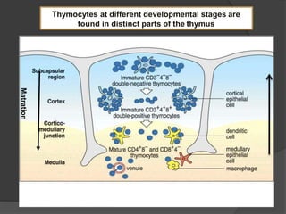 T Cell and its differentiation | PPTX