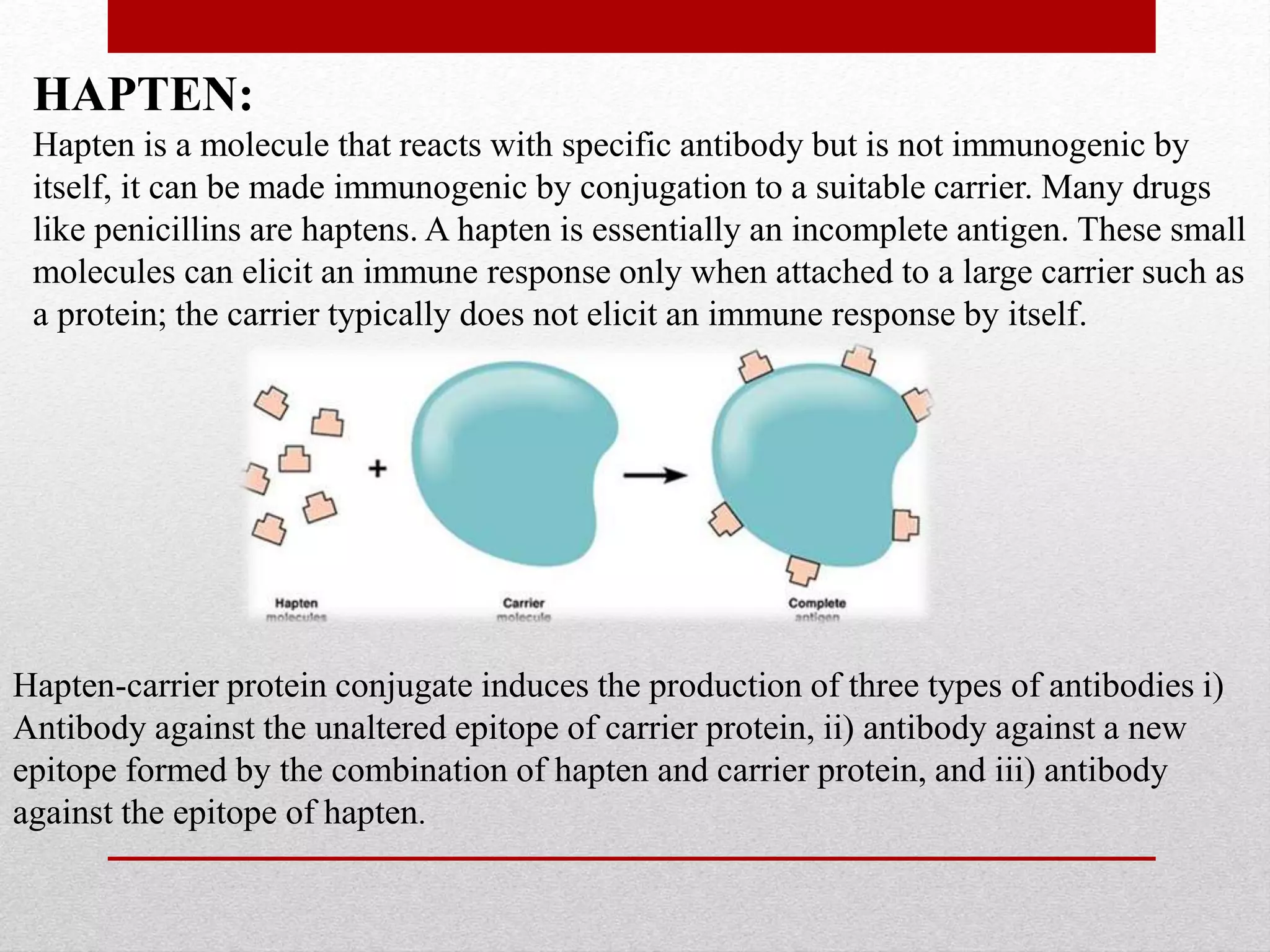 HAPTEN:
Hapten is a molecule that reacts with specific antibody but is not immunogenic by
itself, it can be made immunogenic by conjugation to a suitable carrier. Many drugs
like penicillins are haptens. A hapten is essentially an incomplete antigen. These small
molecules can elicit an immune response only when attached to a large carrier such as
a protein; the carrier typically does not elicit an immune response by itself.
Hapten-carrier protein conjugate induces the production of three types of antibodies i)
Antibody against the unaltered epitope of carrier protein, ii) antibody against a new
epitope formed by the combination of hapten and carrier protein, and iii) antibody
against the epitope of hapten.
 