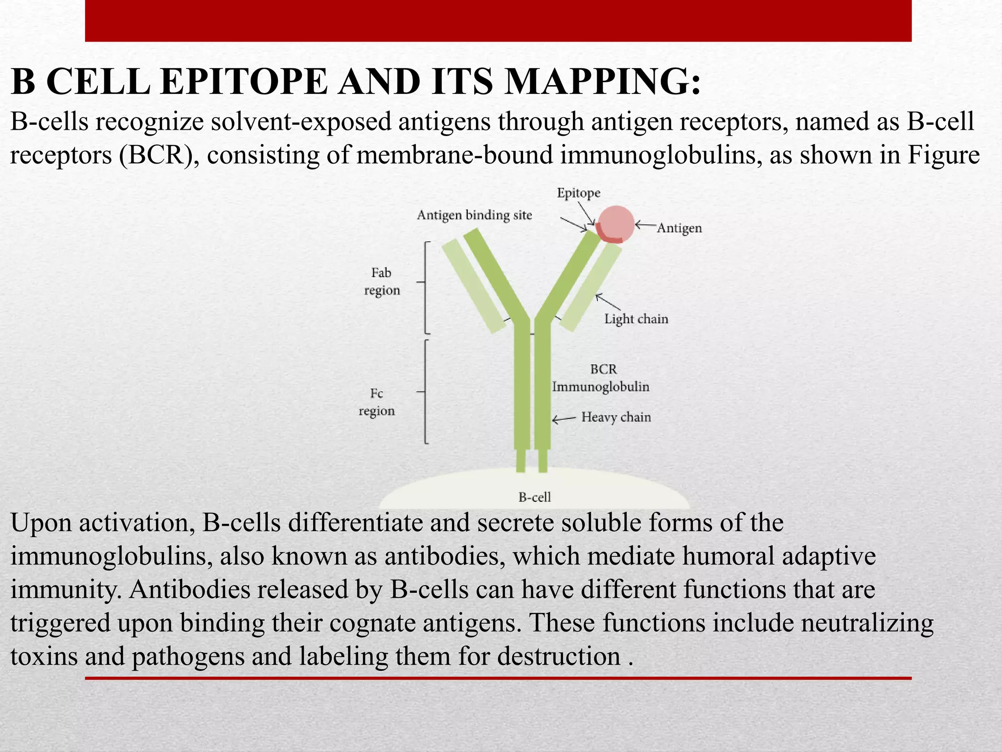 B CELL EPITOPE AND ITS MAPPING:
B-cells recognize solvent-exposed antigens through antigen receptors, named as B-cell
receptors (BCR), consisting of membrane-bound immunoglobulins, as shown in Figure
Upon activation, B-cells differentiate and secrete soluble forms of the
immunoglobulins, also known as antibodies, which mediate humoral adaptive
immunity. Antibodies released by B-cells can have different functions that are
triggered upon binding their cognate antigens. These functions include neutralizing
toxins and pathogens and labeling them for destruction .
 