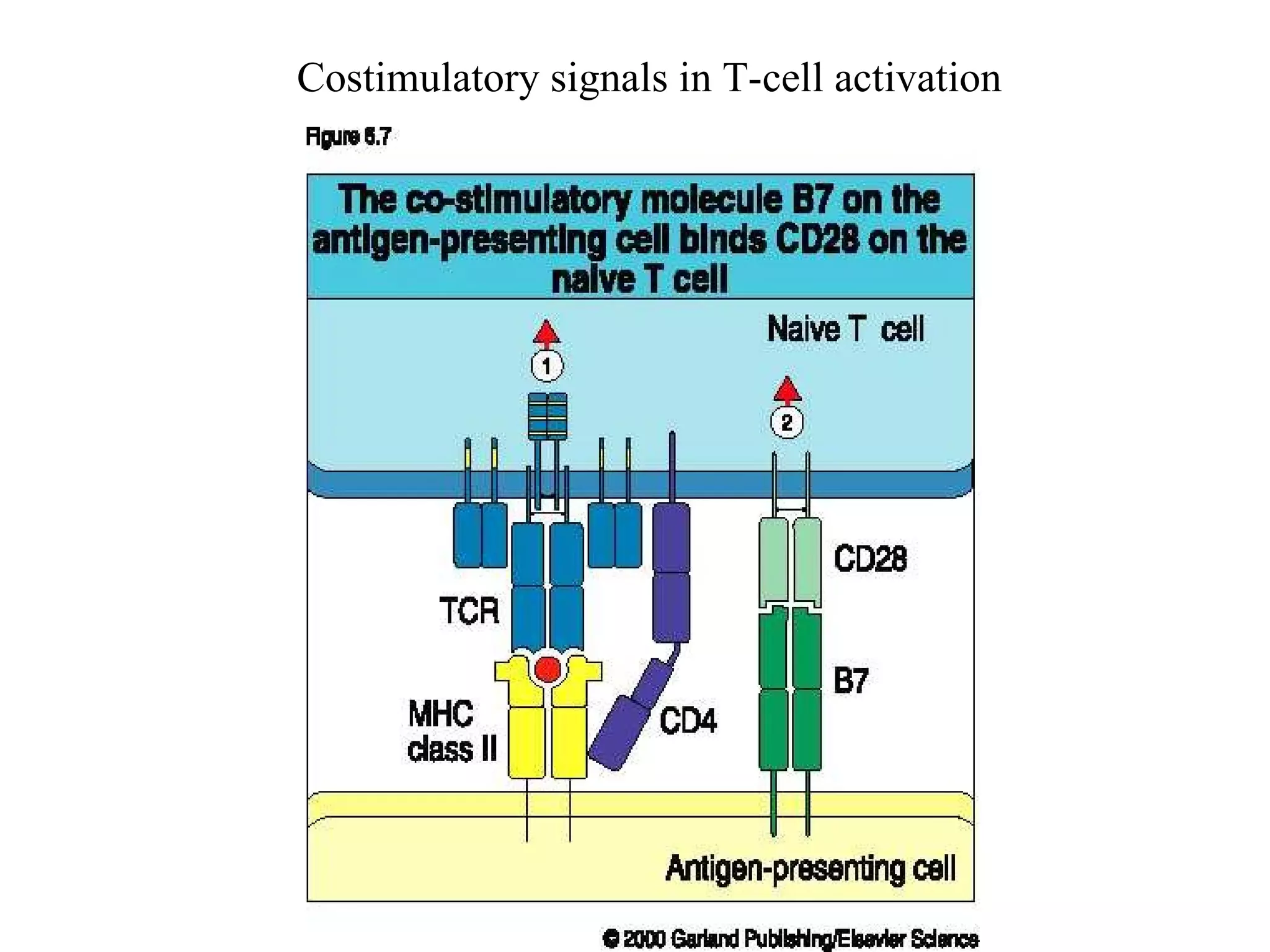 Costimulatory signals in T-cell activation 