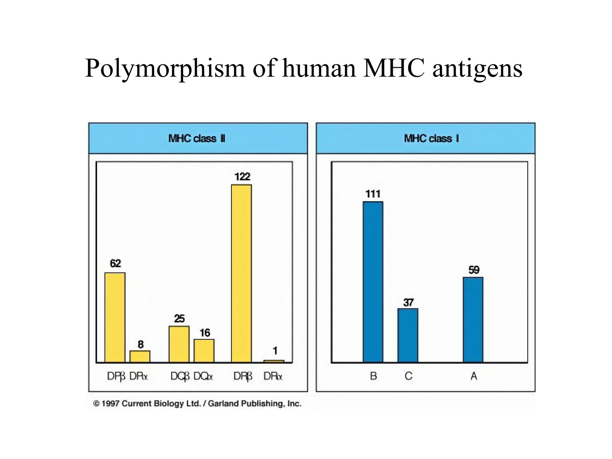 Polymorphism of human MHC antigens 