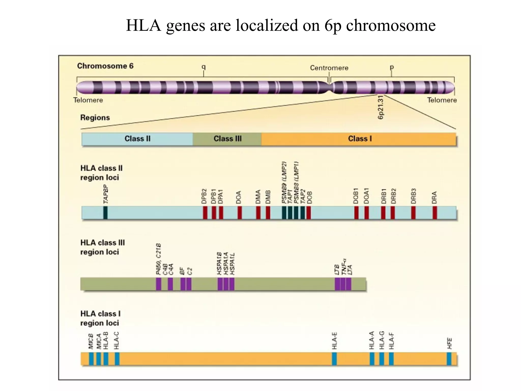HLA genes are localized on 6p chromosome 