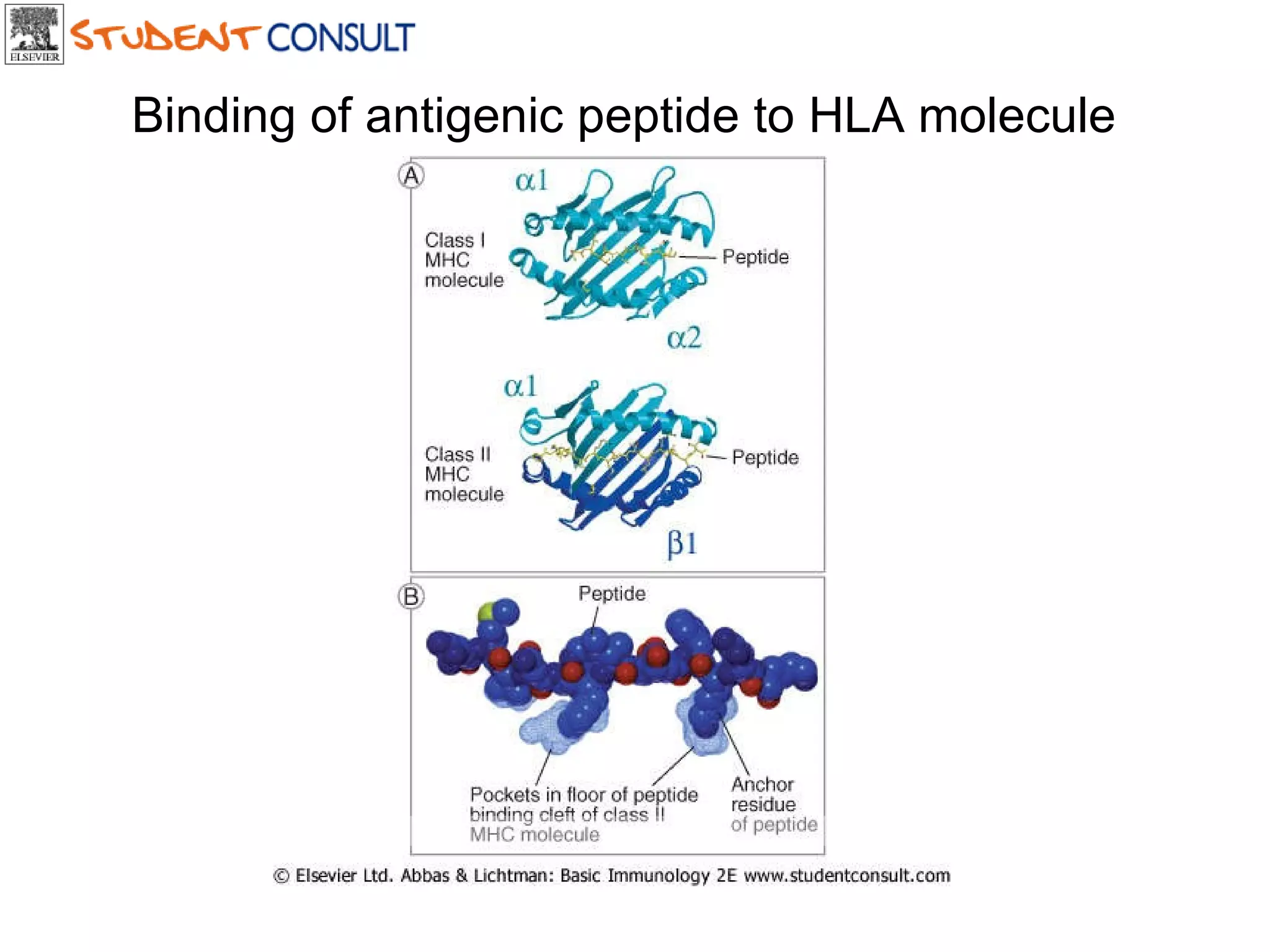Downloaded from: StudentConsult (on 18 July 2006 08:13 AM) © 2005 Elsevier  Binding of antigenic peptide to HLA molecule 