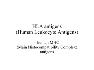 HLA antigens (Human Leukocyte Antigens) = human MHC  (Main Histocompatibility Complex) antigens 