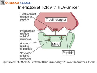 Downloaded from: StudentConsult (on 18 July 2006 08:13 AM) © 2005 Elsevier  Interaction of TCR with HLA+antigen 