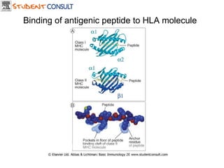 Downloaded from: StudentConsult (on 18 July 2006 08:13 AM) © 2005 Elsevier  Binding of antigenic peptide to HLA molecule 