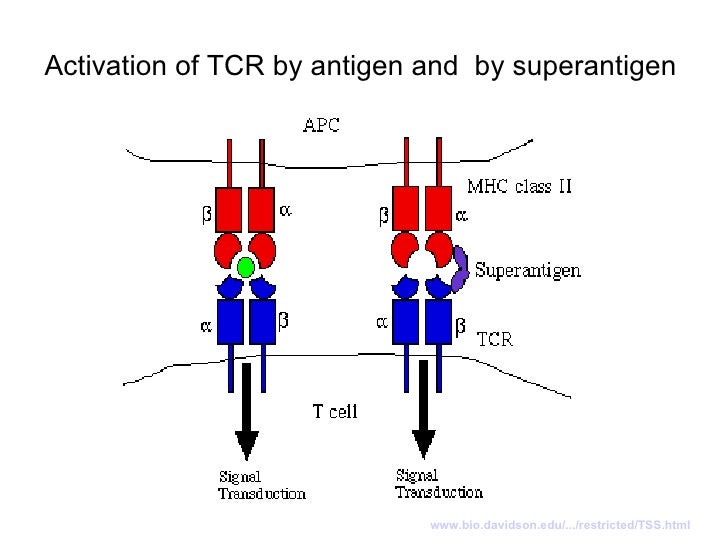 Immunology vii hla_regulation