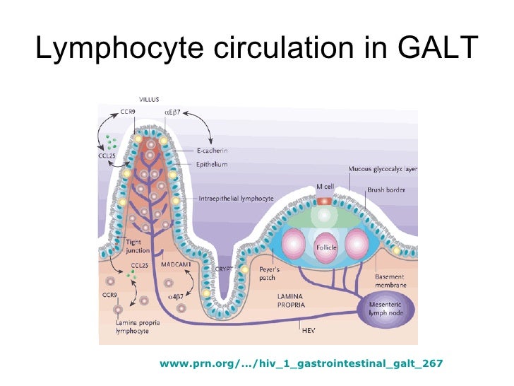 Immunology viii malt