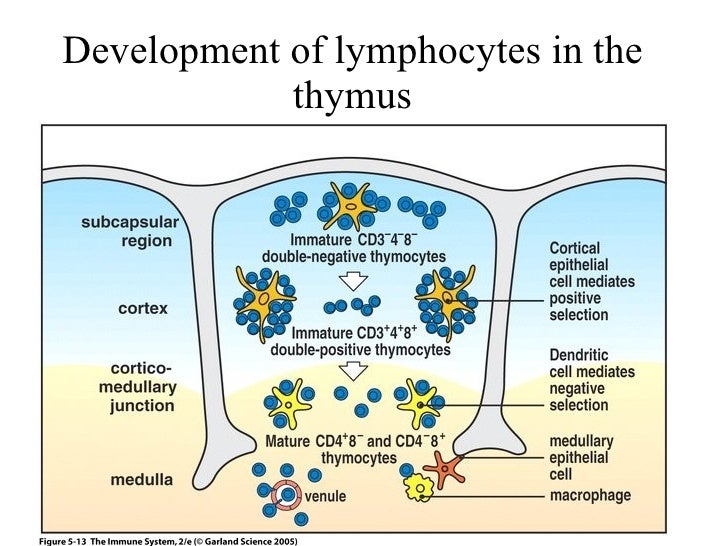 Immunology v tly