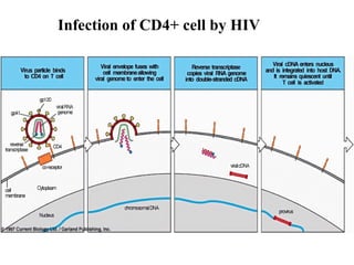 Infe ction of CD4+ cell by HIV 